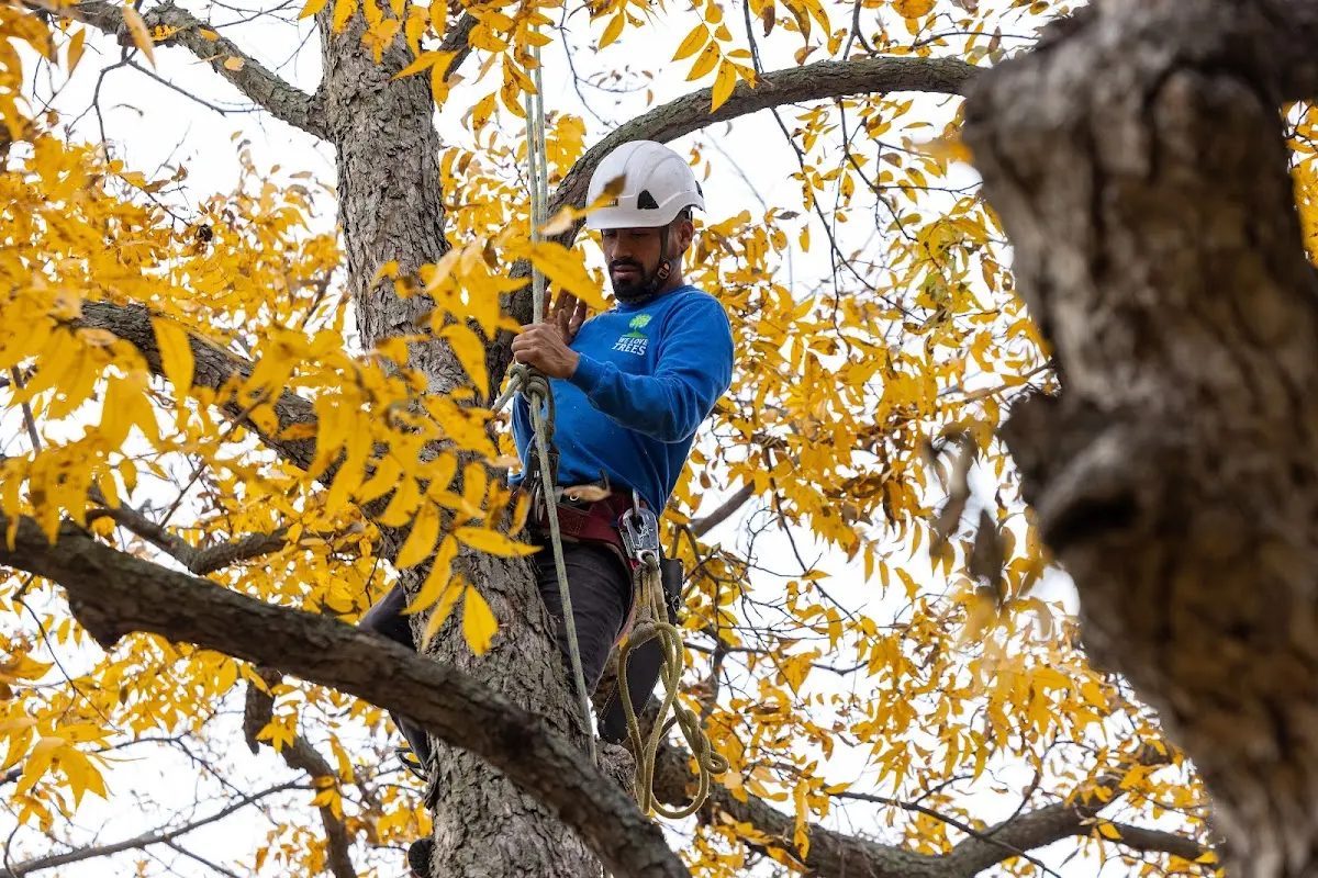 Skilled Tree Planting crew working in Webster